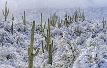 Saguaro cacti (Carnegiea gigantea) in the foothills of the Santa Catalina Mountains after rare snowfall in the Sonoran Desert. Honey Bee Canyon Park, Oro Valley, Arizona, USA. March 2023.