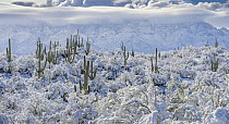 Saguaro cacti (Carnegiea gigantea) in the foothills of the Santa Catalina Mountains after rare snowfall in the Sonoran Desert. Honey Bee Canyon Park, Oro Valley, Arizona, USA. March 2023.