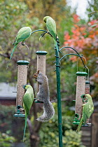 Grey squirrel (Sciurus carolinensis) and four Rose-ringed parakeets (Psittacula krameri) feeding on garden bird feeders, London, UK. November.