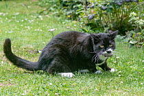 Cat with mouse prey in mouth hunting in garden, UK. June.