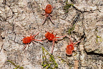 Four Clover mites (Bryobia praetiosa) crawling on tree bark, Tennesse, USA. April.