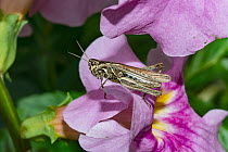 Mottled grasshopper (Myrmeleotettix maculatus) resting on a flower, UK. September.