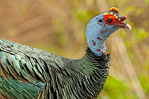 Ocellated turkey (Meleagris ocellata) male portrait, Netherlands. Captive, occurs in Central America.