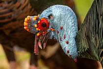 Ocellated turkey (Meleagris ocellata) male head portrait, Netherlands. Captive, occurs in Central America.
