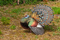 Ocellated turkey (Meleagris ocellata) male, fanning out plumage in courtship display, Netherlands. Captive, occurs in Central America.