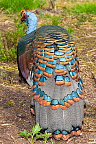 Ocellated turkey (Meleagris ocellata) male rear view portrait, showing tail feathers, Netherlands. Captive, occurs in Central America.