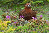 Willow ptarmigan (Lagopus lagopus) summer plumage, standing among purple flowers, Canada.