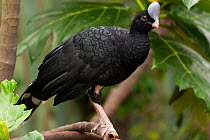 Northern helmeted curassow (Pauxi pauxi) perched on branch, ?Ocean Park, Hong-Kong. Captive, occurs in Colombia and Venezuela. Endangered.
