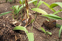 Spot-winged wood quail (Odontophorus capueira) pair, standing on ground close to nest, Brazil. Captive.