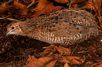 Indian blue quail (Coturnix chinensis) portrait, France. Captive, occurs in South east Asia and Australia.