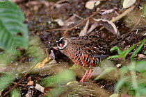 Painted bush quail (Perdicula erythrorhyncha) standing on forest floor, Kerala, India.
