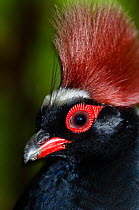 Crested wood partridge (Rollulus rouloul) male, head portrait, Jurong Bird Park, Singapore. Captive, occurs in South east Asia.
