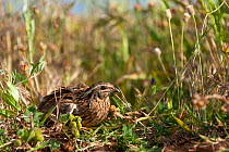 Common quail (Coturnix coturnix) female, resting, Cape Bon, Tunisia.