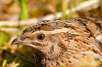 Common quail (Coturnix coturnix) female, head portrait, Cape Bon, Tunisia.