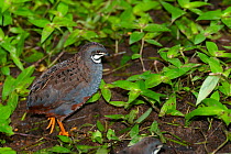 Blue quail (Coturnix adansonii) portrait, Colon region, Panama. Captive, occurs in Africa.
