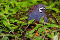 Blue quail (Coturnix adansonii) portrait, Colon region, Panama. Captive, occurs in Africa..