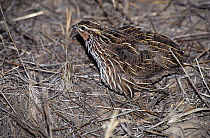 Pectoral quail (Coturnix pectoralis) ruffling its feathers, Australia.