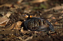 Chestnut-bellied tree partridge (Arborophila javanica) resting on ground among dried leaves, Java. Captive.