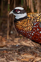 Reeve's pheasant (Syrmaticus reevesi) male, head portrait, Netherlands. Captive, occurs in China.