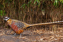 Reeve's pheasant (Syrmaticus reevesi) male, portrait, Netherlands. Captive, occurs in China.