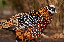 Reeve's pheasant (Syrmaticus reevesi) male, portrait, Netherlands. Captive, occurs in China.