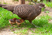 Burmese peacock-pheasant (Polyplectron bicalcaratum) female with two chicks, portrait, Belgium. Captive, occurs in South and Southeast Asia.