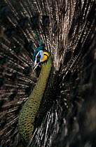 Green peafowl (Pavo muticus) male, fanning feathers in courtship display, Vietnam. Captive. Endangered.