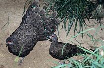 Germain's peacock-pheasant (Polyplectron germaini) pair, male fanning feathers in courtship display, Vietnam. Captive.