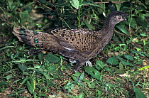 Malay peacock-pheasant (Polyplectron malacense) male, portrait, Malaysia. Captive.