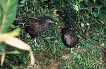 Malay peacock-pheasant (Polyplectron malacense) pair, portrait, Malaysia. Captive.