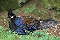 Palawan peacock-pheasant (Polyplectron napoleonis) resting on the ground, Philippines. Captive.