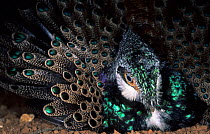 Bornean peacock-pheasant (Polyplectron schleiermacheri) male, spreading plumage in courtship display, Sabah, Borneo. Captive. Endangered.