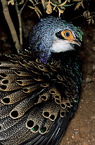 Bornean peacock-pheasant (Polyplectron schleiermacheri) head portrait, Sabah, Borneo. Captive. Endangered.