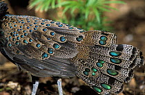 Bornean peacock-pheasant (Polyplectron schleiermacheri) male, spreading plumage in courtship display, Sabah, Borneo. Captive. Endangered.