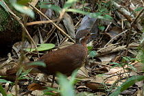 Brown mesite (Mesitornis unicolor) standing on forest floor, Madagascar.