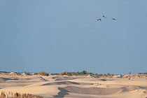 Three Common cranes (Grus grus) in flight over desert, Douz, Tunisia.