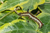 Grey dagger moth (Acronicta psi) caterpillar resting on a leaf, UK. September.
