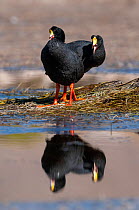 Two Giant coots (Fulica gigantea) standing at water's edge, Salinas and Aguada Blanca National Reserve, Arequipa, Peru.