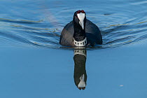 Red-knobbed coot (Fulica cristata) on water, with neck tag visible, part of captive breeding project, Majorca, Spain. Captive.