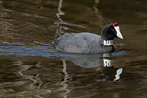 Red-knobbed coot (Fulica cristata) on water, with neck tag visible, part of captive breeding project, Spain. Captive.