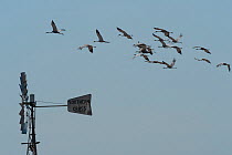 Brolgas (Grus rubicunda) flock in flight over weather vane, Normanton, Queensland, Australia.