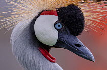 Crowned crane (Balearica regulorum) head portrait, Palmitos Park, Gran Canaria, Canary Islands. Captive, occurs in Africa. Endangered.
