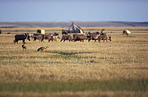 Two Sandhill cranes (Grus canadensis) on grassland with Reindeer herd and yurt in background, Russia.