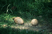 Two Blue crane (Anthropoides paradisea) eggs on the ground, South Africa.