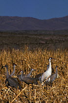 Whooping crane (Grus americana) and group of Sandhill cranes (Antigone canadensis) standing in farmland, New Mexico, USA. Endangered.