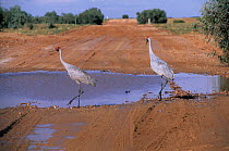Brolgas (Grus rubicunda) pair, walking across outback dirt road, Australia.