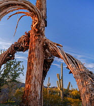 The skeletal remains of a giant Saguaro cactus (Carnegiea gigantea) in the golden light of sunset, Maricopa Mountains Wilderness, Sonoran Desert National Monument, Arizona, USA. March.