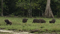 Giant forest hogs (Hylochoerus meinertzhageni) feeding in rainforest clearing. Near the riverbank, a Western lowland gorilla (Gorilla gorilla gorilla) can be seen drinking from the river. Odzala-Kokou...