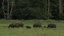 A group of Giant forest hogs (Hylochoerus meinertzhageni) foraging for food in a rainforest clearing. The camera zooms out to show the group foraging together. In the foreground a Hamerkop (Scopus umb...