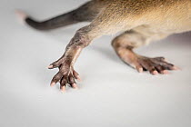 Close up of paws on rescued female Rakali (Hydromys chrysogaster) pup, showing distinctive partially webbed hind feet, Worrolong, Australia. Captive.